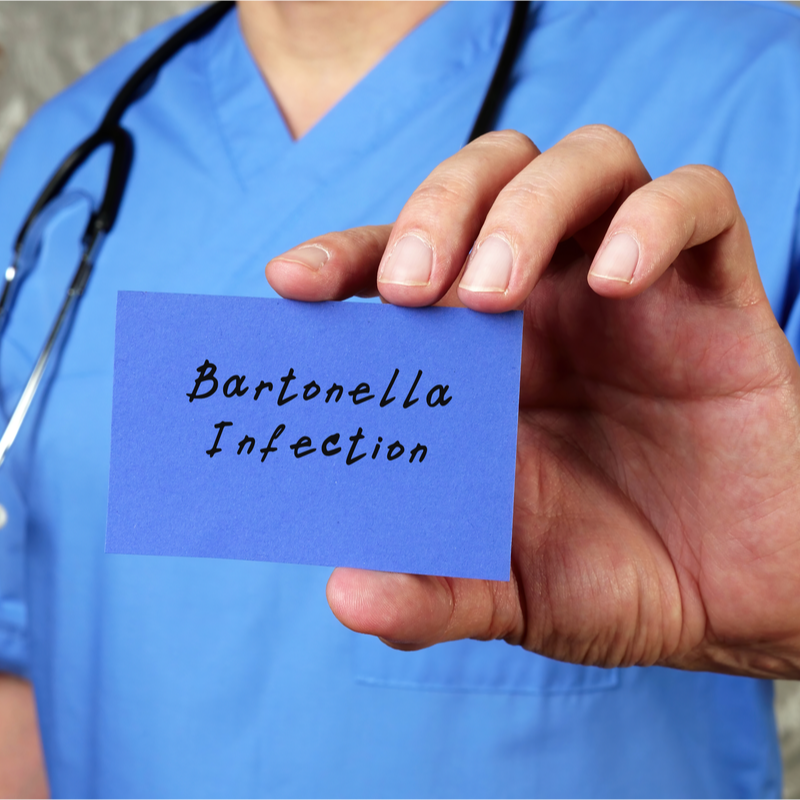 Bartonella alsatica