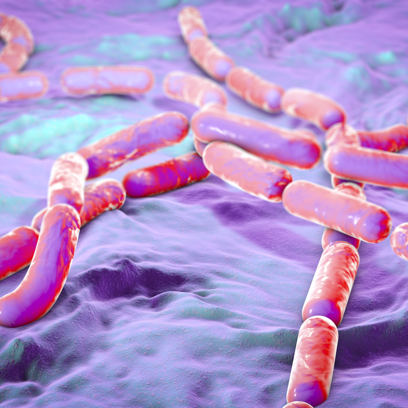 Bacillus cereus
