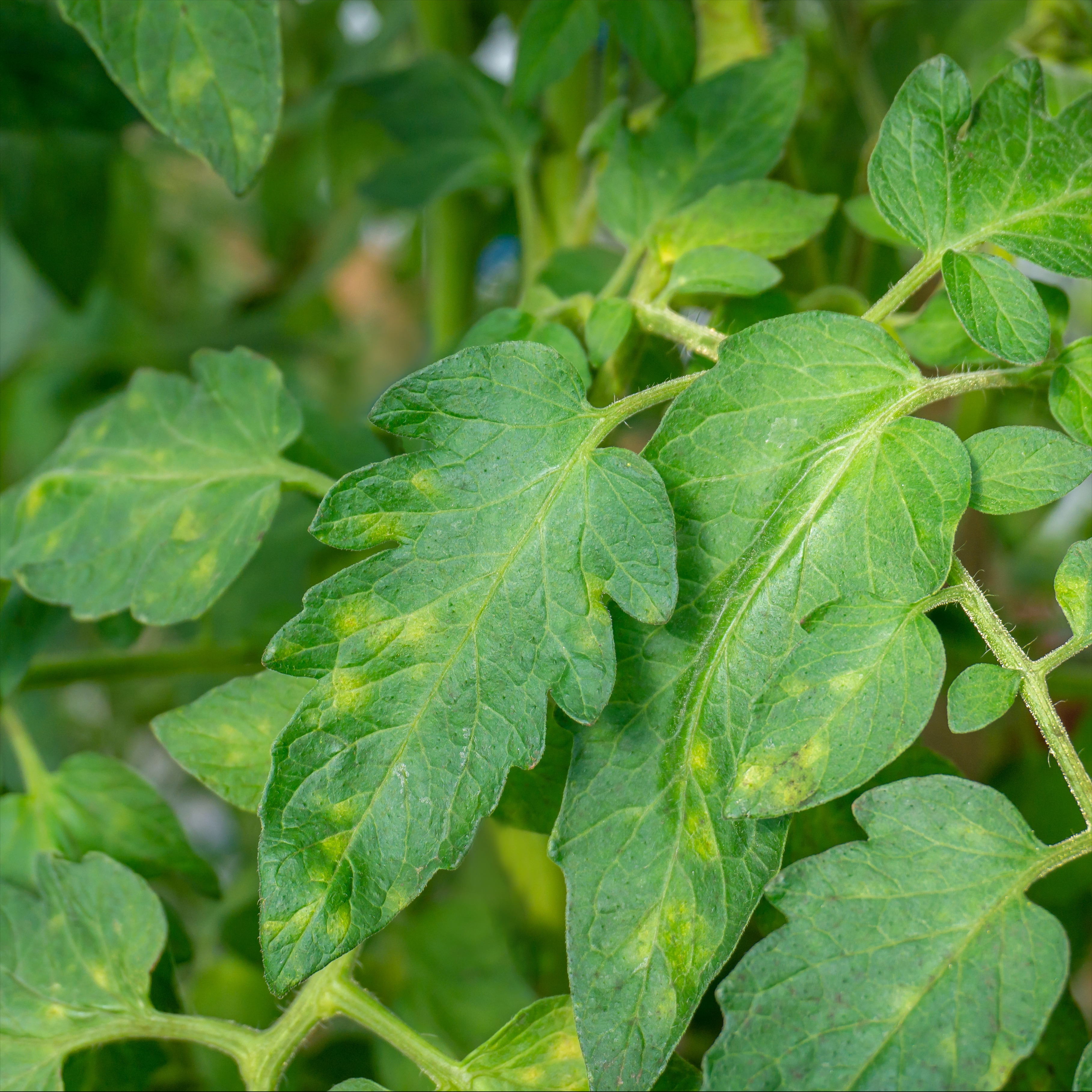 Cladosporium fulvum