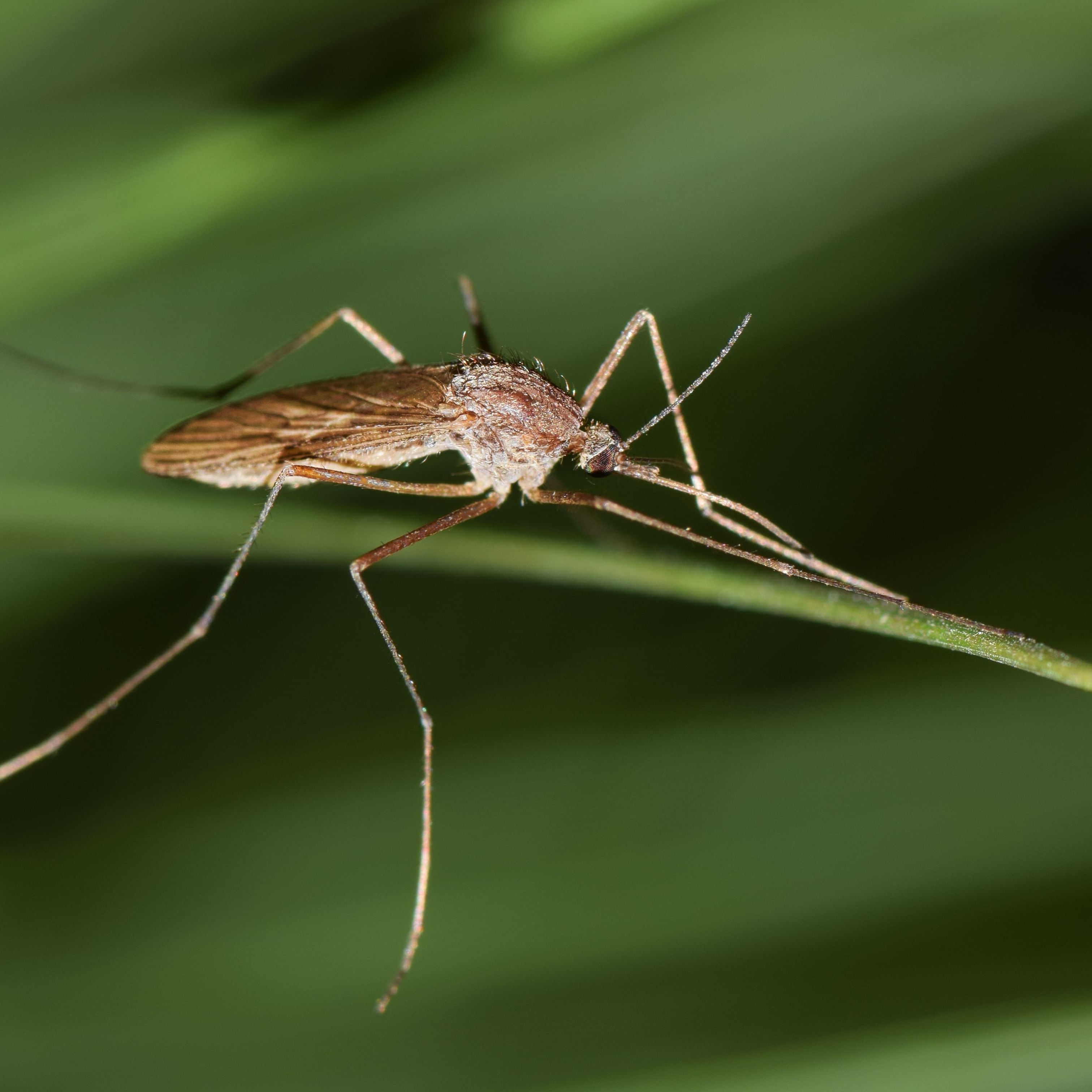 Ross River Virus