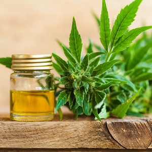 Aceite de cannabis - El remedio incomprendido