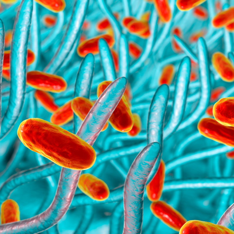 Bordetella parapertussis