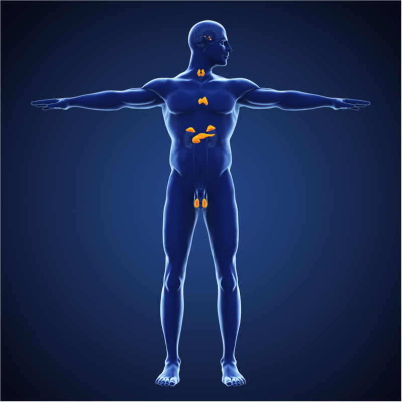 balancing-endokrine-jpg-ges-endokrin-00 balancing endokrine.jpg