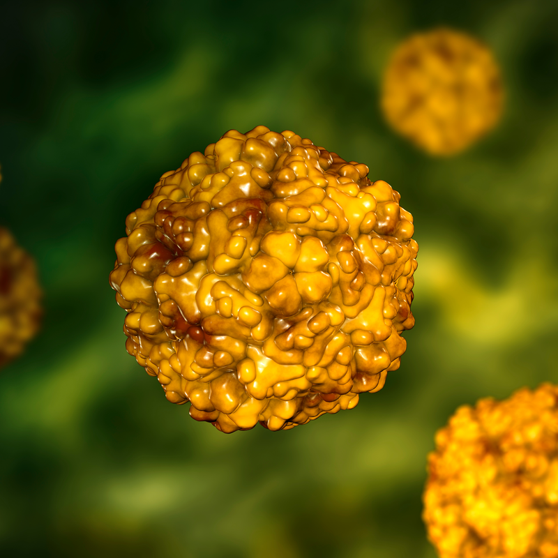 Virus Coxsackie B1
