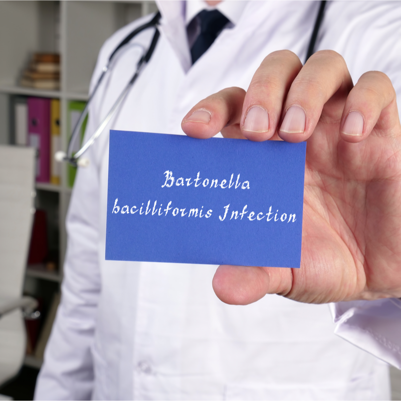 Bartonella bacilliformis