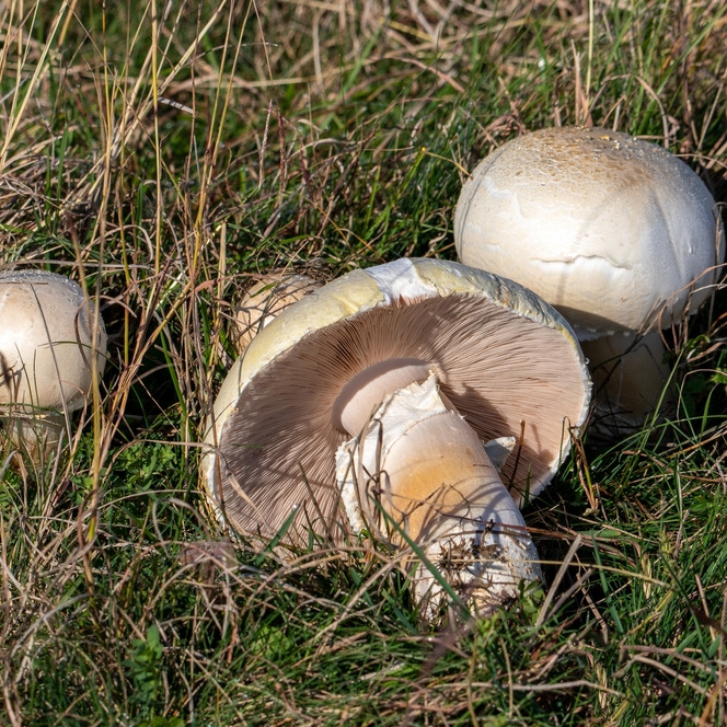 Agaricus bisporus