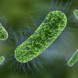Escherichia coli Bakterien