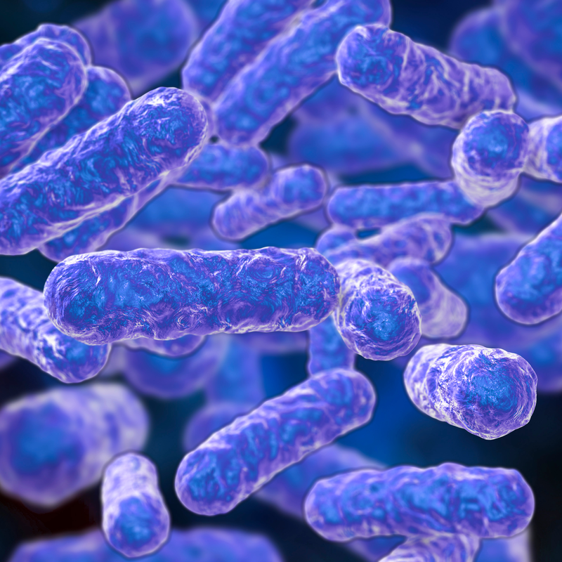 Bartonella Bovis