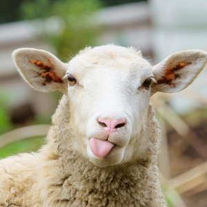 KE Kräuter Agrar in de voeding van schapen en geiten