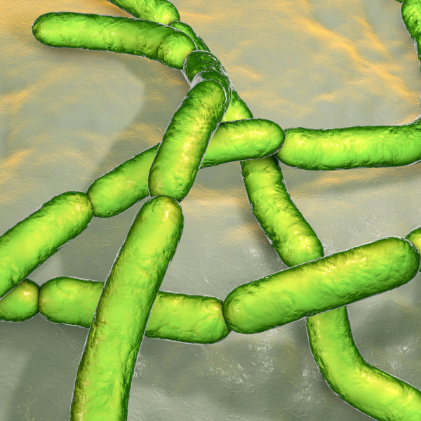 Bacillus anthracis