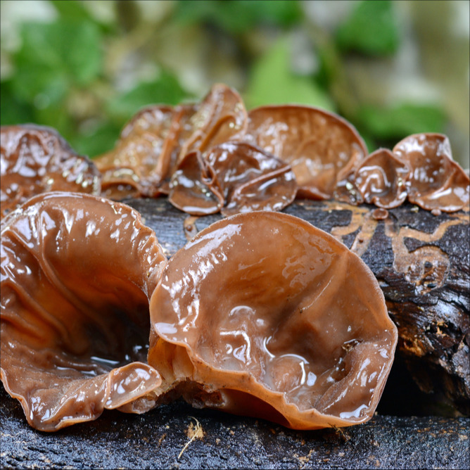 Auricularia polytricha