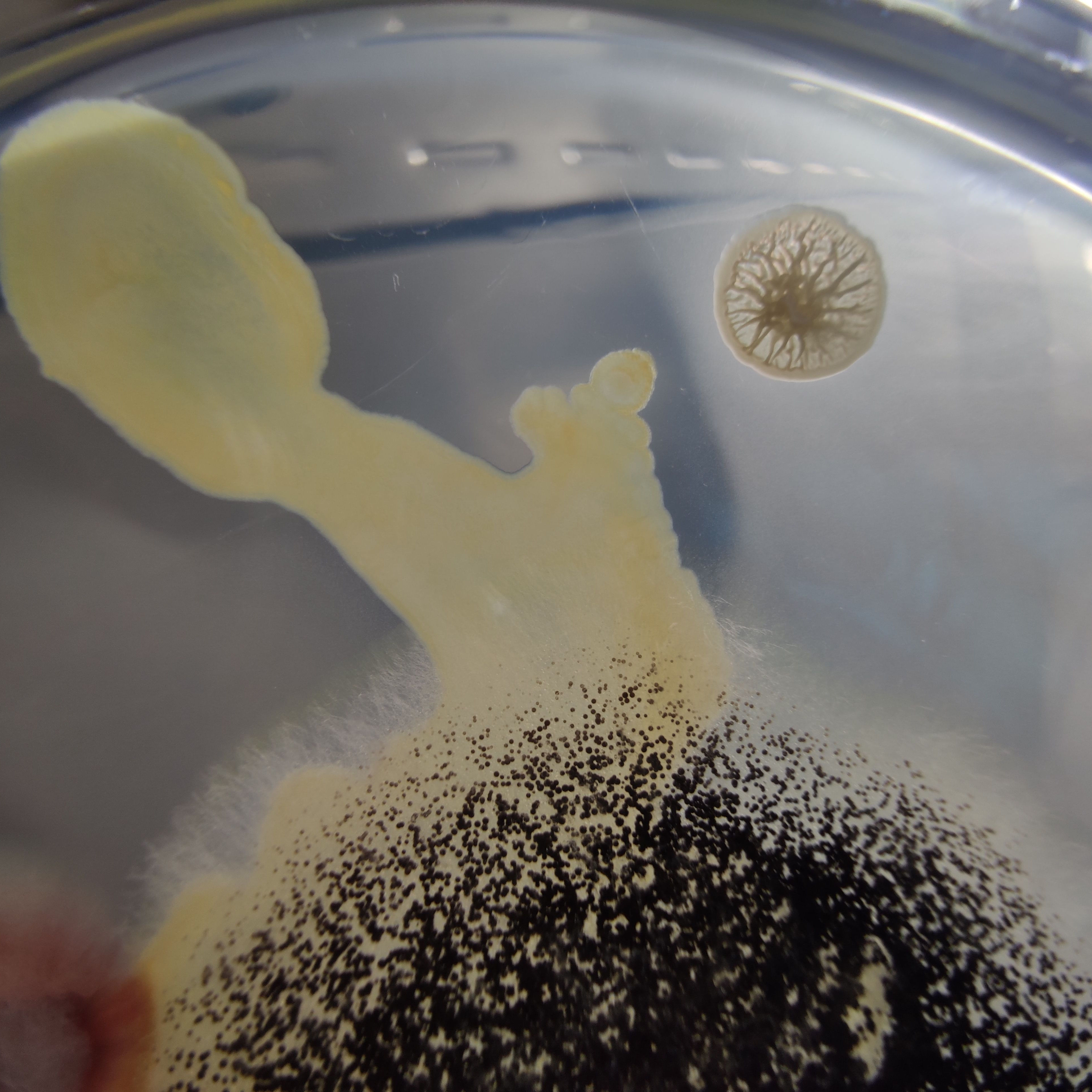 Bacillus subtilis subsp. niger