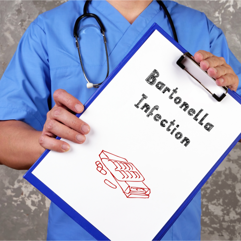 Baktérie Bartonella