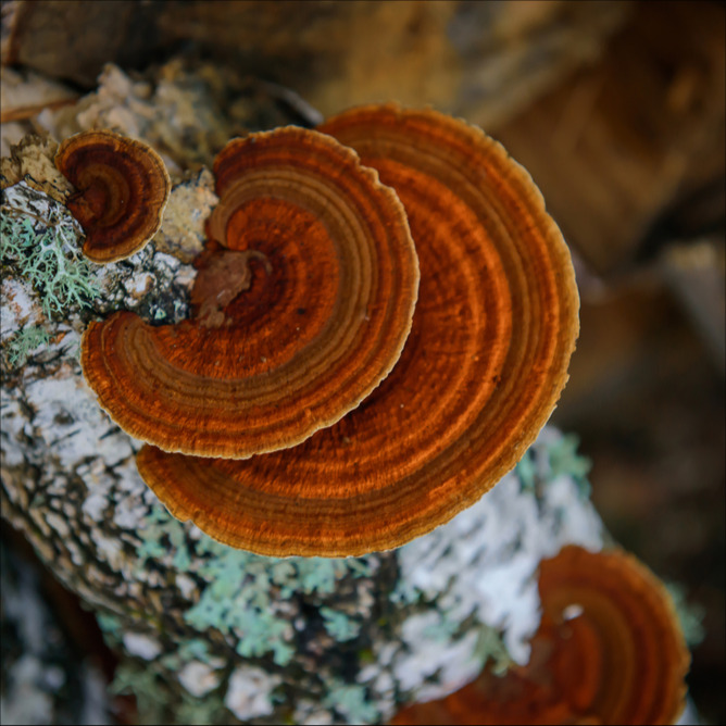 Champignon chaga