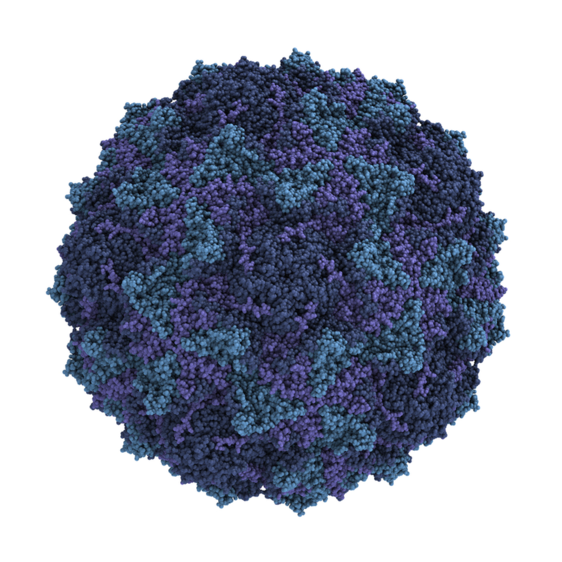Coxsackie B2 Virus