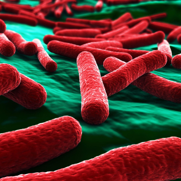 Escherichia coli patogénica?