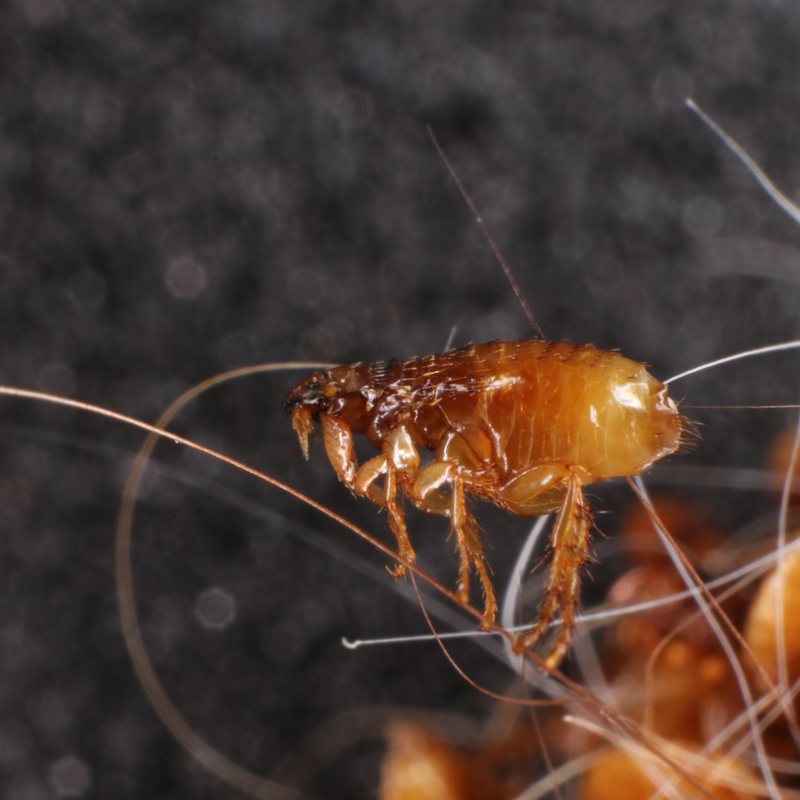 Bartonella grahamii