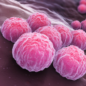 Chlamydia trachomatis