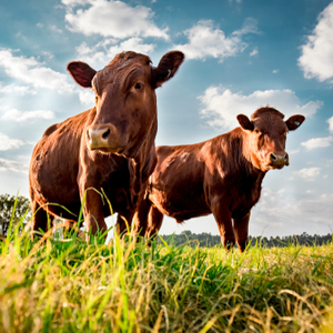 KE Kräuter Agrar in cattle farming