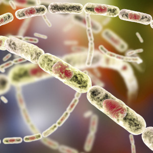 Bacillus anthracis - antrace
