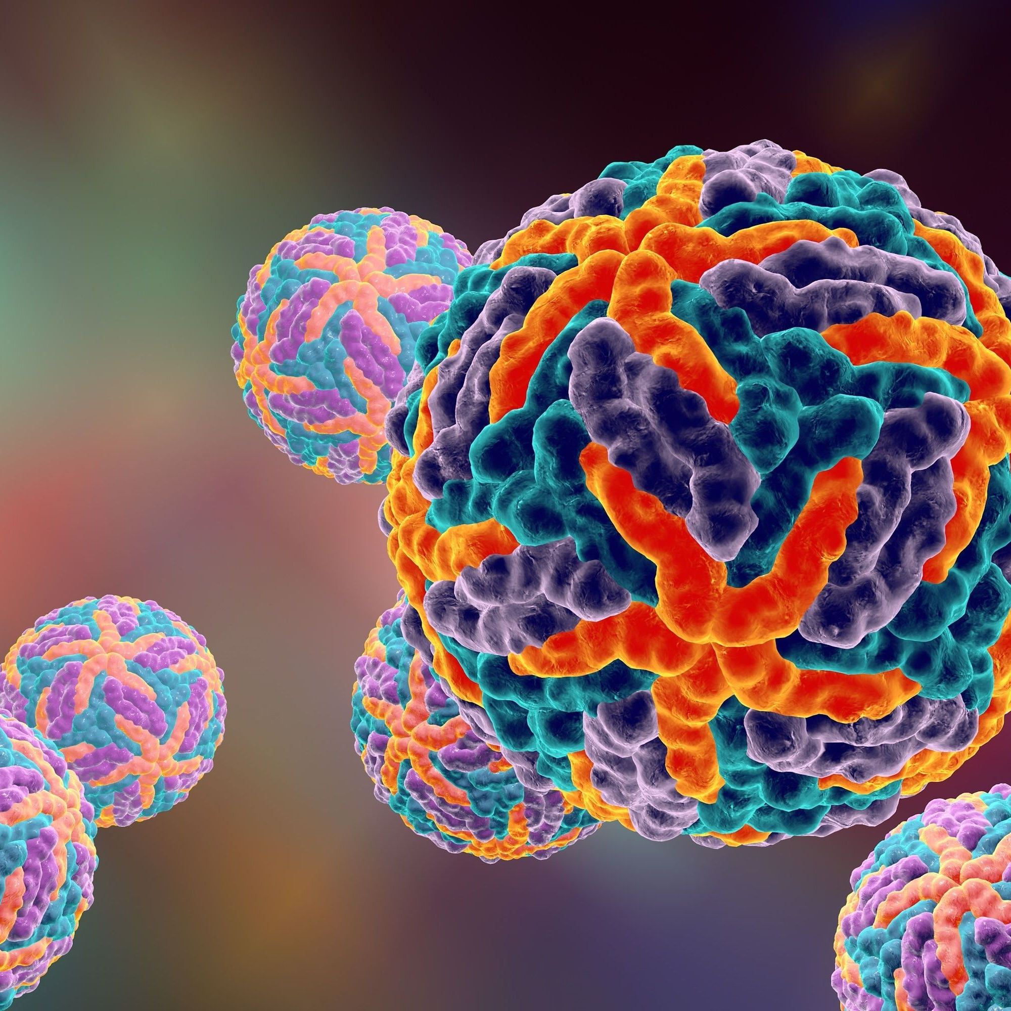 Virus della dengue
