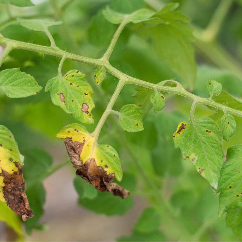 Alternaria
