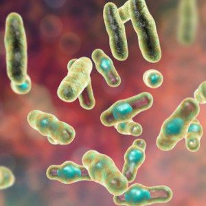 Clostridium difficile