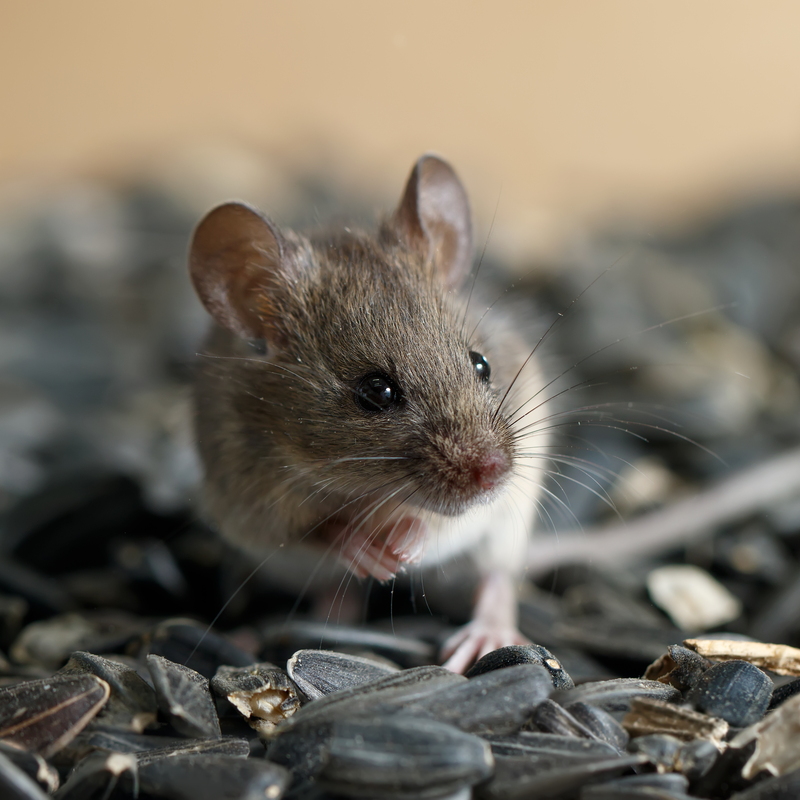 shutterstock_1376704169_1920x1920.png?ts=1677849454
